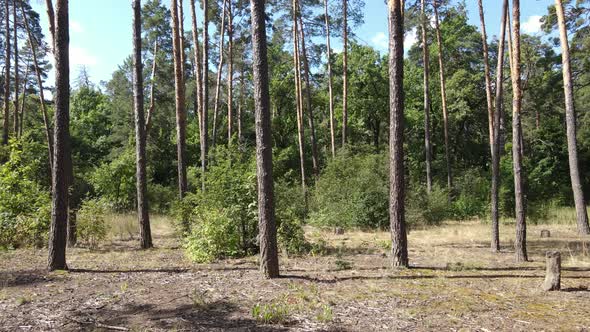 Forest with Trees on a Summer Day Slow Motion alt