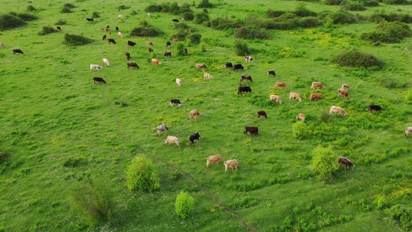 Aerial view of free grazing cows on a natural pastureland