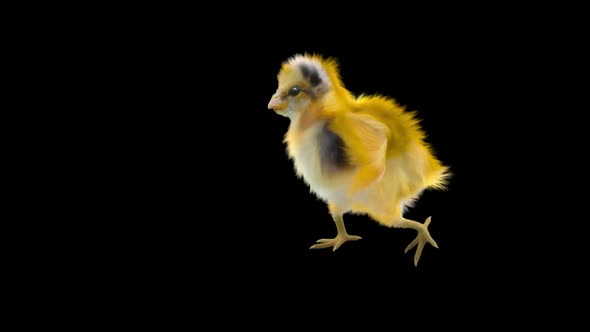 16 Baby Chicks Dancing HD alt