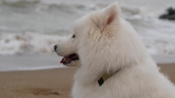 Beautiful white dog stand on the seashore on the golden sand and looks into the distance.