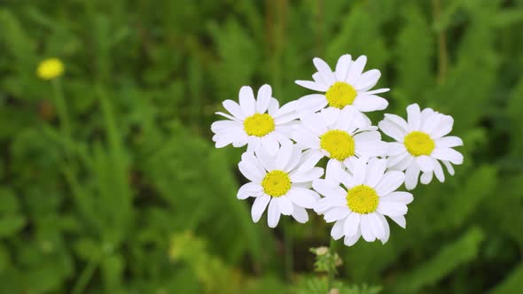 Closeup of One Wild Chamomile Flower on a Blurred Background of Blooming Daisies in the Meadow