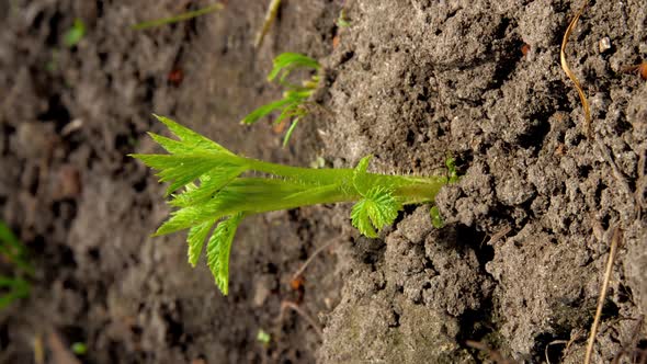 Green Raspberry Sprouts Grow Out of Garden Ground Close alt