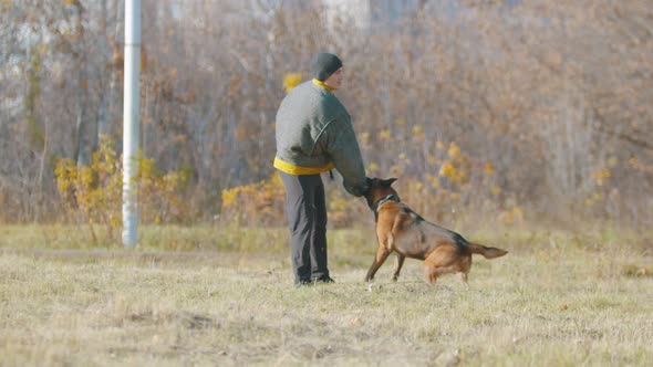A Man Training His German Shepherd Dog - the Dog Strongly Clenching Teeth on a Sleeve alt