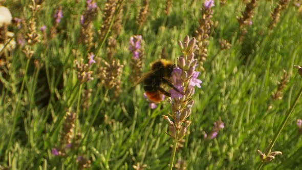 Ultra Closeup Shot of Bee in the Garden on a Hot Sunny Day alt