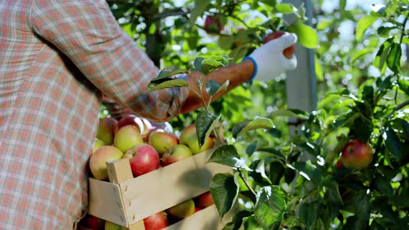 Details Mature Man Holding a Wooden Box Full of alt