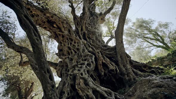 Interesting Old Gnarled Tree in Rural Woodland with a Sunburst Behind the Branches on a Mountain alt