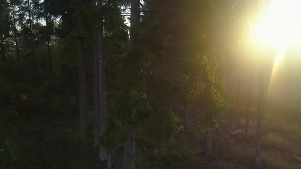 Flying in Pine Tree Forest at Sunrise