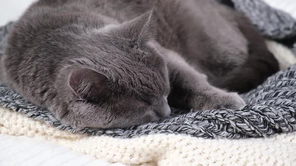 The Grey Cat Chartreuse Sleeps Lightly on Bed