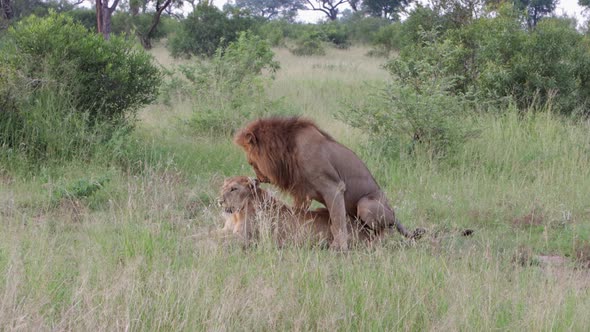 Healthy pair of African Lions mate, copulate in dry grass meadow alt