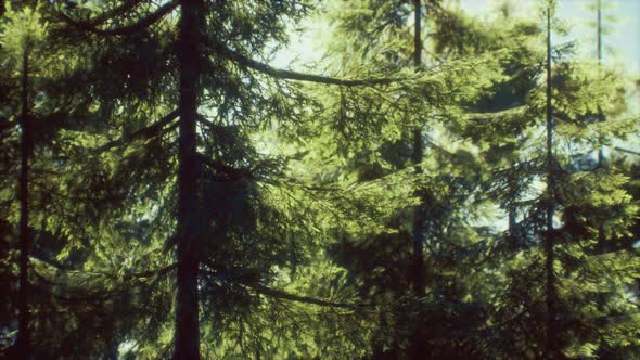 Green Cone Trees in Bright Sun Light alt