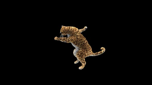 Leopard Dancing HD alt