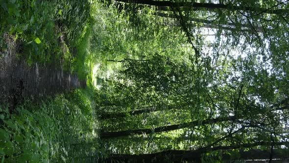 Vertical Video Aerial View Inside a Green Forest with Trees in Summer alt