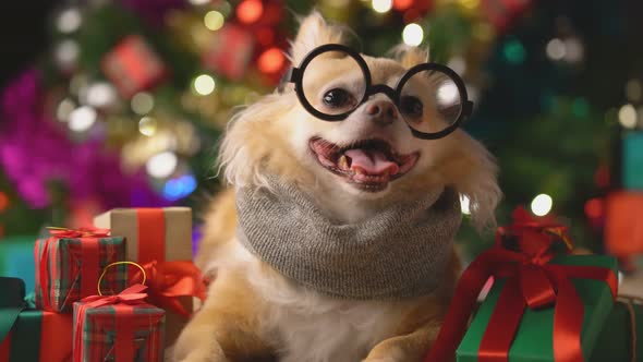 cute white brown tiny lapdog sit relax in christmas festive decorating items alt