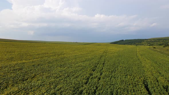 Aerial View of Big Agricultural Farm Field with Growing Sunflower Plants alt