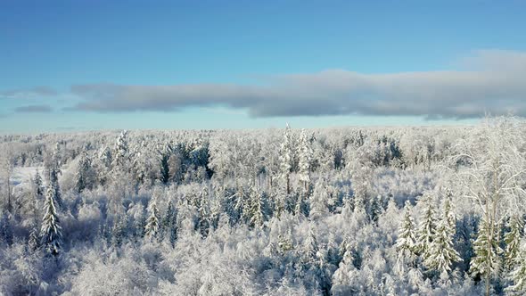 Flying Above Beautiful Snow Covered Forest in Cold Winter