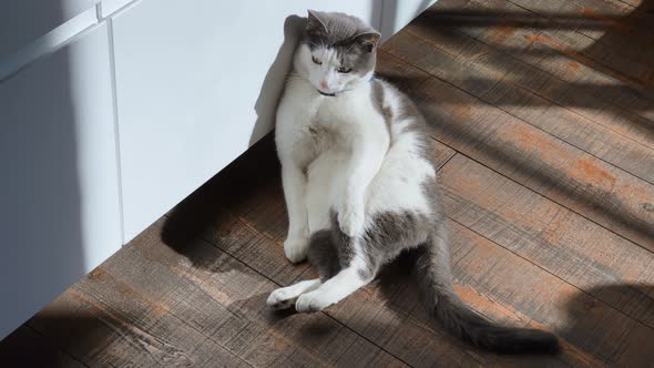 The Rolling Ridiculous Lazy Cat is Heated in Sun Beams on a Timber Floor a Blue Collar From Fleas alt