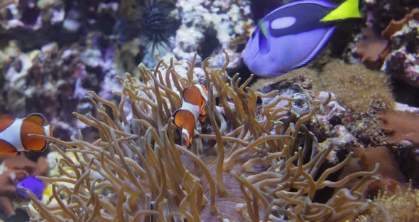 Topical Saltwater Fish Clownfish Anemonefish alt