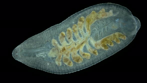 Leech Alboglossiphonia Sp alt
