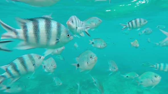 Shoal of tropical fish, Banded butterflyfish, with water surface in background, Indian ocean