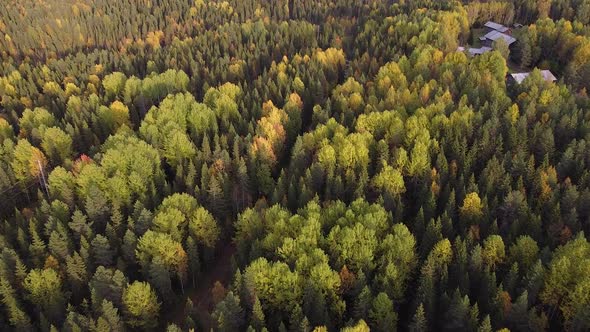 Summer Early Autumn in Forest Aerial Top View