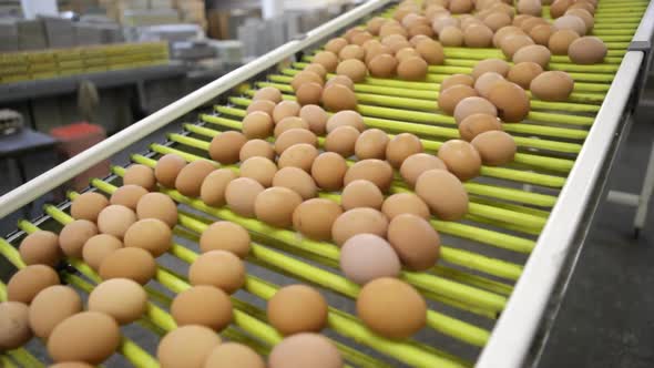 Egg production line transportation process