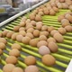 Egg production line transportation process - VideoHive Item for Sale