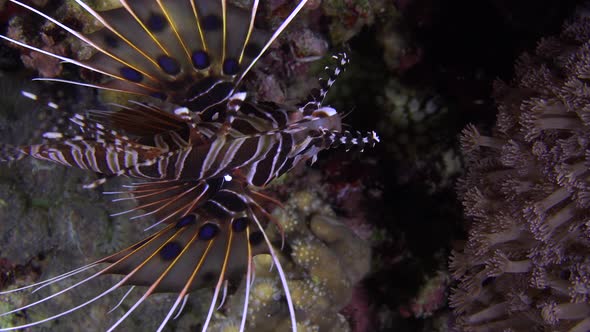 Close up of Spotfin Lionfish (Pterois Antennata) filmed from top on coral reef at night. alt