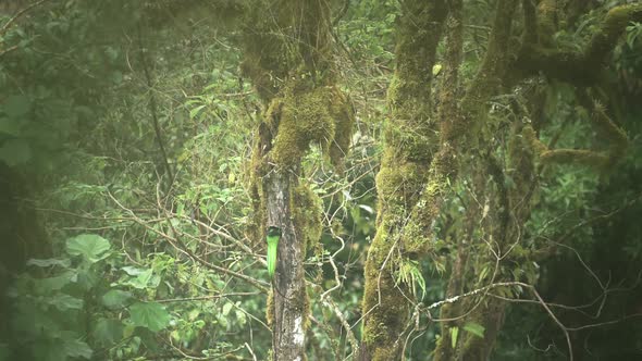 Male Resplendent Quetzal (pharomachrus mocinno) in Rainforest, Flying Returning to its Birds Nest in alt