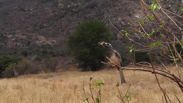 African Grey Hornbill, tockus nasutus, Male with a Grasshopper in its Beak, taking off alt