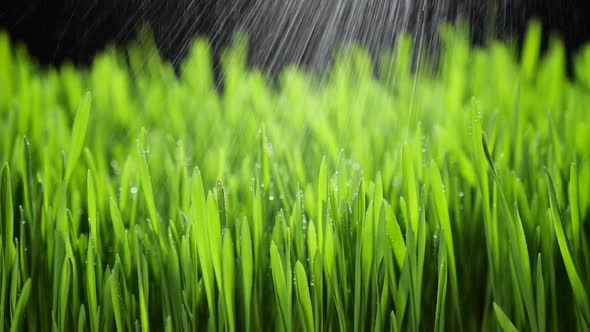 Fresh Green Grass with Rain Drops Field of Young Wheat Rye Closeup Nature Macro alt