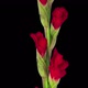 Time-lapse of opening red gladiolus flower - VideoHive Item for Sale