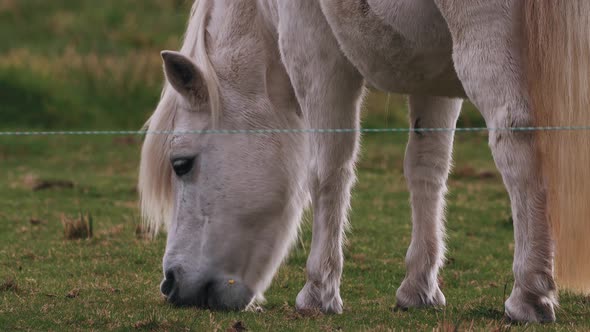 White Pony Eating Grass On The Ranch. - close up shot alt