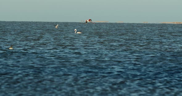 Beautiful flamingo is flying over the Atlantic ocean waters near Walvis Bay, 4k alt