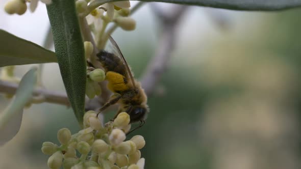 Bee Flower Slow Motion alt