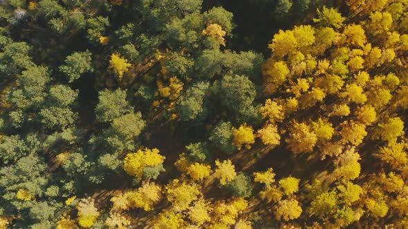 Autumn landscape Beautiful autumn trees alt
