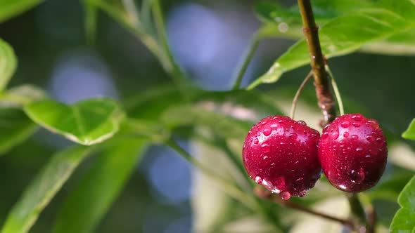 Cherry Tree After Rain Water Drops on Red Cherry Sparkle in the Sun alt