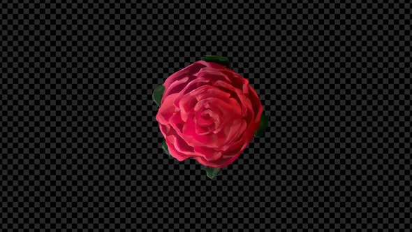 Blooming Red Rose Flower Opening