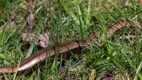 Slow Worm Anguis fragalis. Adult moving through grass. Staffordshire. British Isles alt