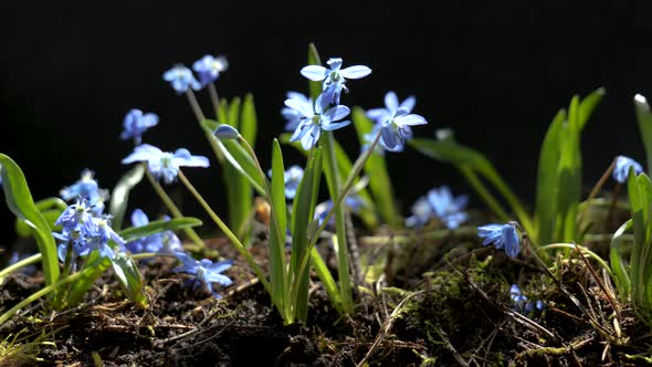 Beautiful Blooming Blue Flowers in Spring alt