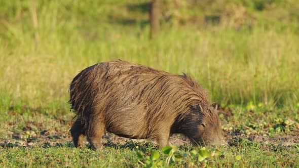 Hungry capybara, hydrochoerus hydrochaeris grazing across the grassy field and feasting on the surro alt
