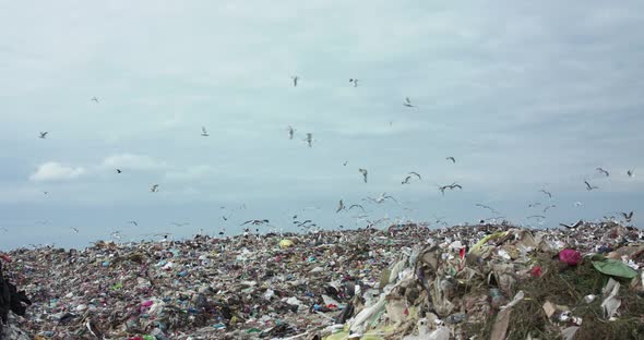 Background of Stork Flock Flying Above Waste Dump on Bright Sky Horizon alt