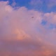 Seagull Birds Flying in Colourful Pink Sky of Sunset - VideoHive Item for Sale