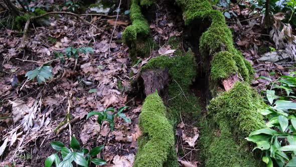 Moss growing on fallen tree