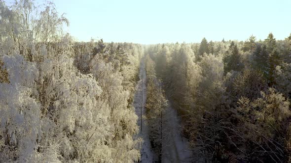 Frozen Trees Covered with Snow and Frost on the Background of a Winter Forest