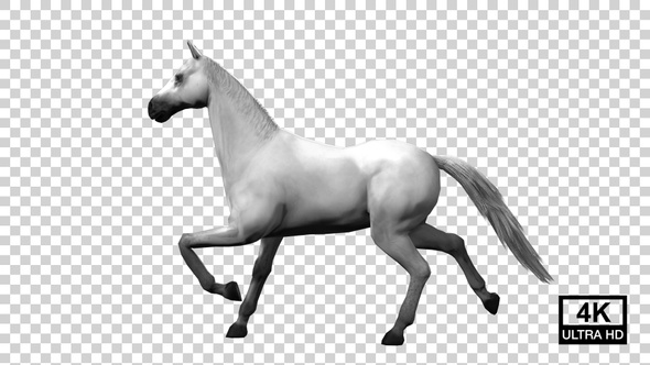 Horse Galloping To Stop Side View alt