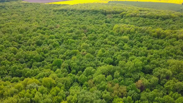 Aerial View Over Green Trees Forest on Daytime in Spring in Western Ukraine