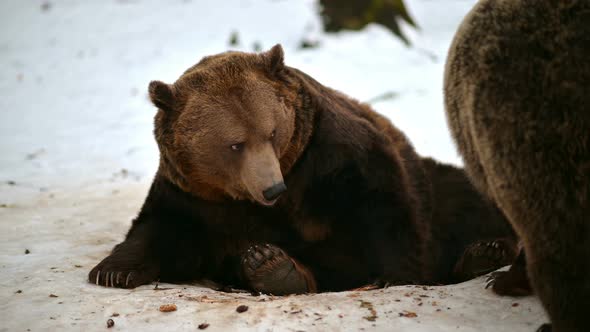 Bears Couple Playing at Zoo