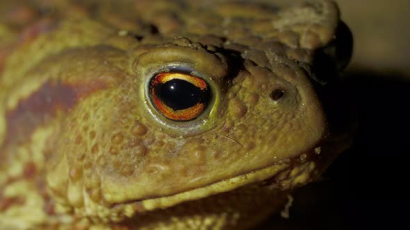 Portrait Head of Big Green Toad on the Ground in the Forest at Night alt