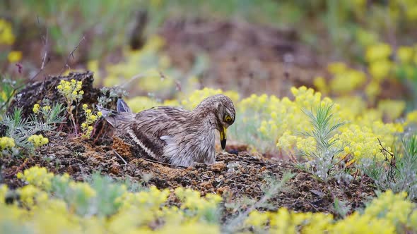 Eurasian stone curlew (Burhinus oedicnemus) sits on the nest and touches small stones alt