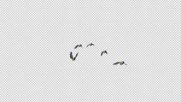 Yellow Tits - Flock of 5 Birds - Flying Transition - Alpha Channel